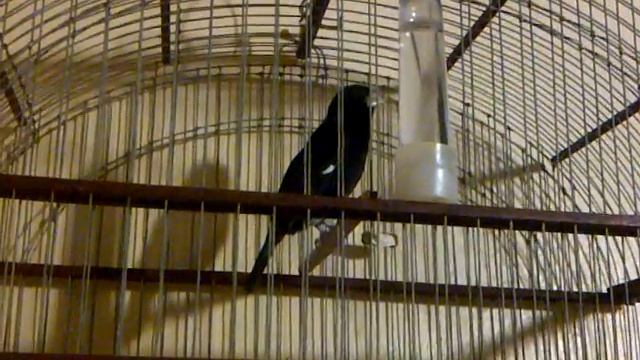 pico e plata negro RUBICON canto tinaquillo. смотреть онлайн