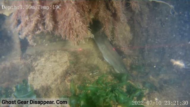 Gigantic  American Eel Found Using A FiFish V6 Plus ROV