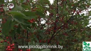 Сорта вишни белорусские, краткое описание