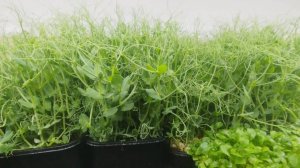 Микро-зелень #8 // КАК ВЫРАСТИТЬ ГОРОХ В ДОМАШНИХ УСЛОВИЯХ??