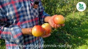 Яблоня ПАМЯТИ ХИТРОВО. Имунный к парше, урожайный, зимостойкий сорт.