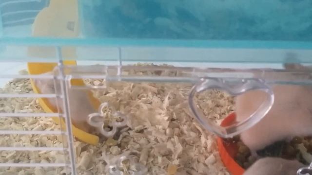 17й день жизни хомячков смотреть онлайн