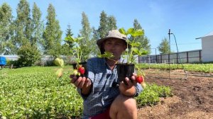 Очень сладкая, крупная и ранняя земляника (клубника) АЗИЯ