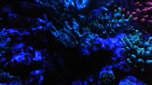 Sera Marin Biotop Cube 130 Besatz 2014 - Blauphase bei Nacht смотреть онлайн