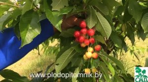 Сорта черешни белорусские, краткое описание.