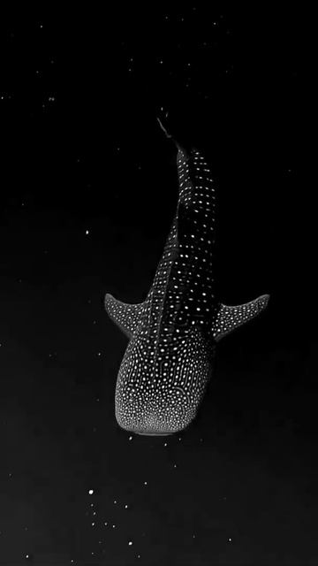 Whale Shark gliding through Bioluminescent Algae looks like its floating through space. #shark смотреть онлайн