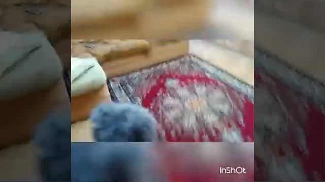 КОШАЧЬЯ ЖИЗНЬ 2 СЕРИЯ смотреть онлайн