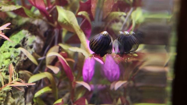 Mein Aquarium Dennerle Cube 30L смотреть онлайн