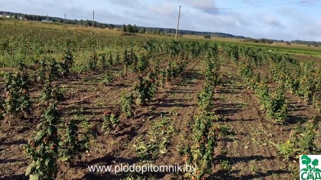 Малина ремонтантная сорт Пингвин смотреть онлайн