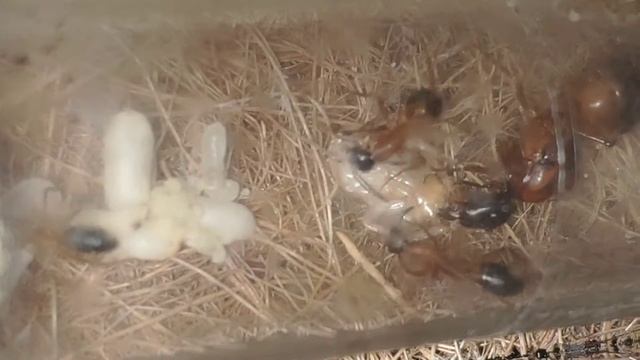 Camponotus consobrinus смотреть онлайн