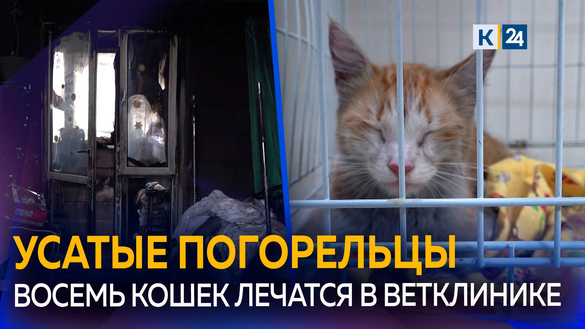 В Краснодаре при пожаре надышались дымом две собаки и восемь кошек, две погибли смотреть онлайн
