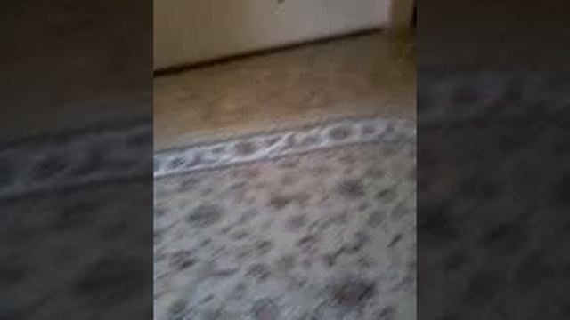 Кошка+Лазер=Игра смотреть онлайн