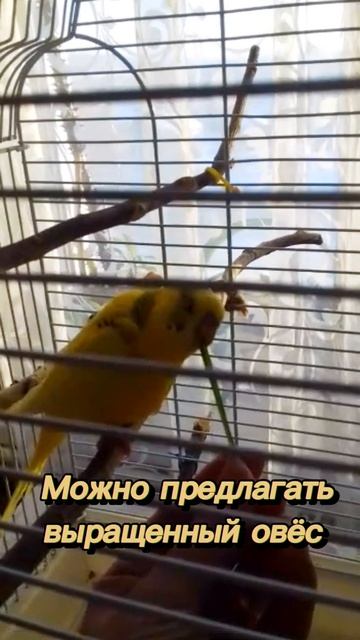 Зимняя зелень для попугайчика 🌳 смотреть онлайн