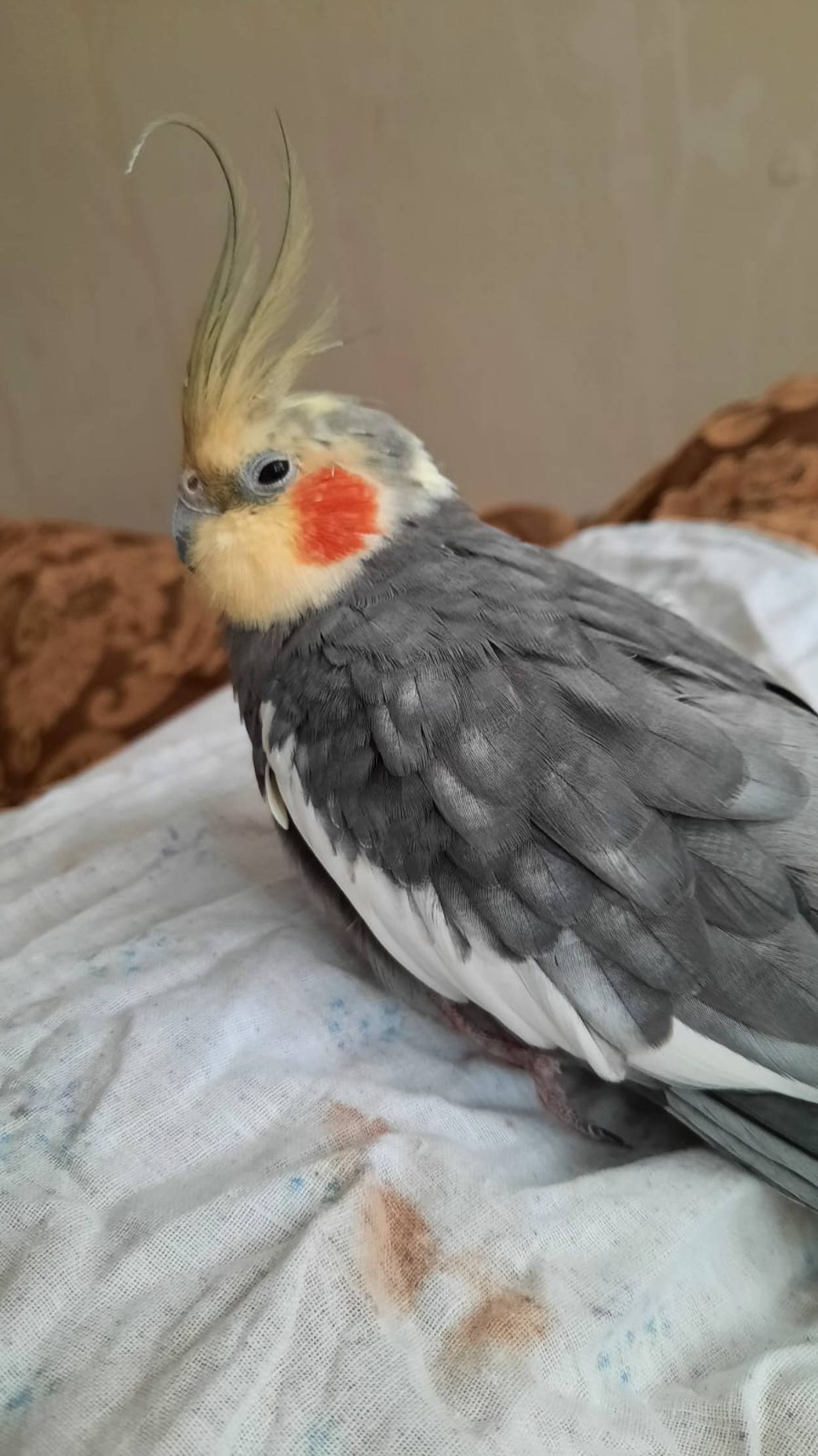 Канал о моих домашних животных