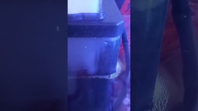 regulacion skimmer qq2 смотреть онлайн