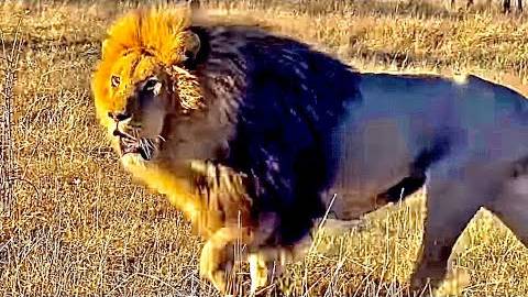 НЕВЕРОЯТНО! Олег Зубков мирно обрезает деревья среди ДЕРУЩИХСЯ за ВЛАСТЬ ЛЬВОВ!!!, смотреть онлайн