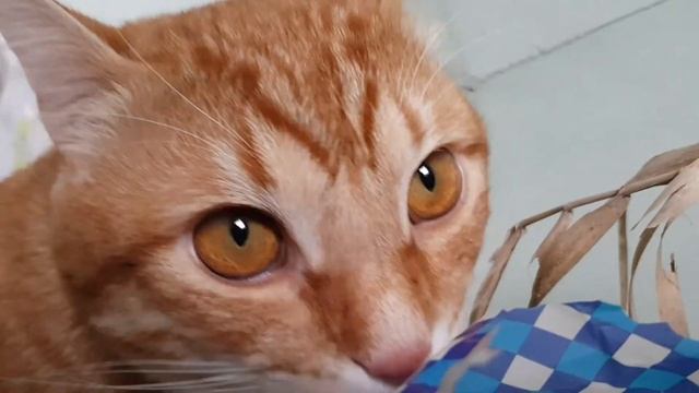 Кот лечится травой смотреть онлайн