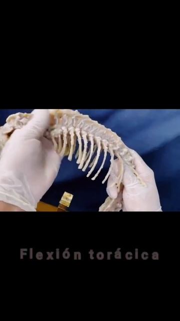 Video de los movimientos de las articulaciones de la columna vertebral del gato смотреть онлайн