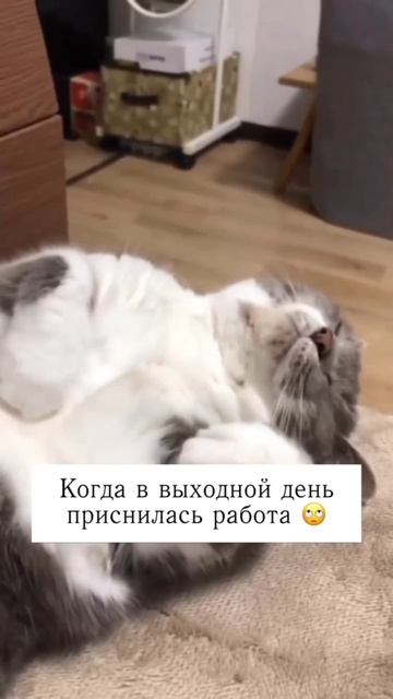 подпишись 🙏 обнял-подбросил)