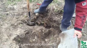 Посадка малины и ежевики. Как посадить малину нескольких сортов удобно на ограниченном участке.