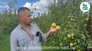 Груша сорт ПАМЯТЬ ЯКОВЛЕВА. Высокое качества плодов, отличная зимостойкость.