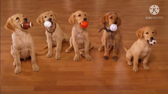 Opening To Baby Einstein: Meet The Orchestra First Instruments 2006 DVD смотреть онлайн