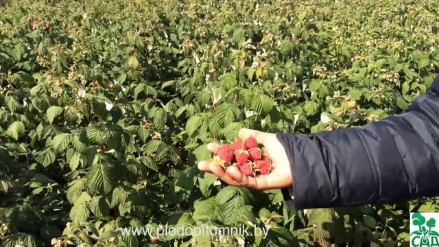 Малина ремонтантная сорт Геракл смотреть онлайн