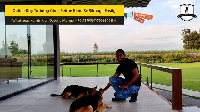 German Shepherd Training Day 8 : How to train your dog "LIE DOWN" |Dog Basics in Hindi (Jack & Jill смотреть онлайн