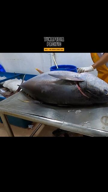 CRAZY big tuna fish cutting video from Aceh Indonesia смотреть онлайн