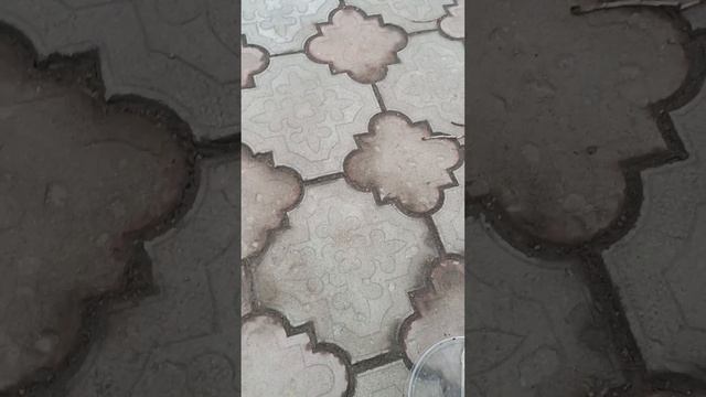 Пришлось разнимать пёсика Джека и нового пёсика Цезаря.#спасение_и_помощь #собакадругчеловека смотреть онлайн
