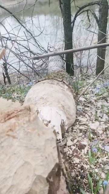 Бобер 🐿️ смотреть онлайн