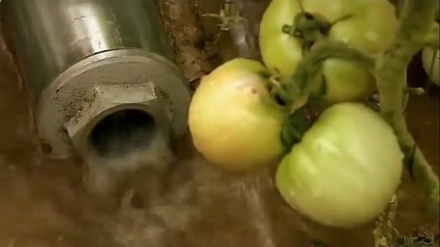 Как получить урожай винограда смотреть онлайн