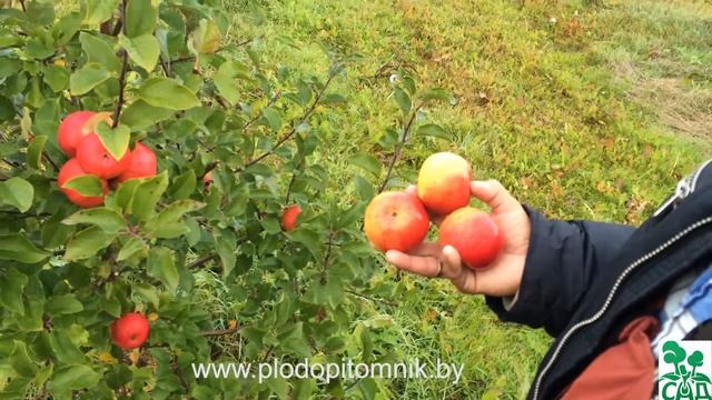 Яблоня сорт Топаз смотреть онлайн