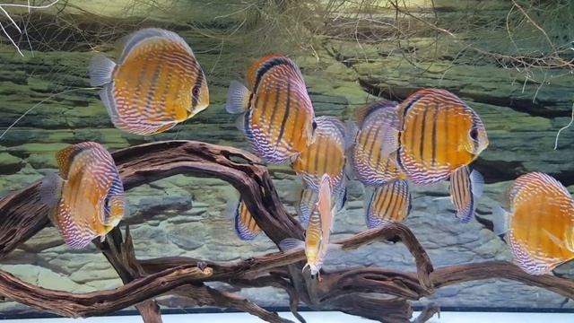 Amazing Wilds owned by Lo s Fishstore - Discus Farm (Lo Nguyen, Vietnam) смотреть онлайн