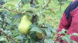 Груша сорт Ноябрьская зимняя