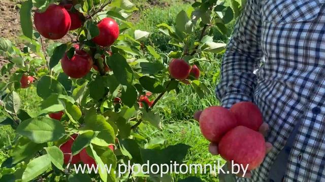 Яблоня сорт МЕЧТА. Один из лучших летних сортов яблок для сада смотреть онлайн