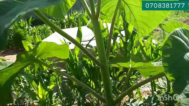 көчөттөргө биогумус салса канчалык пайдасы бар ? көрөбүз 👍 смотреть онлайн