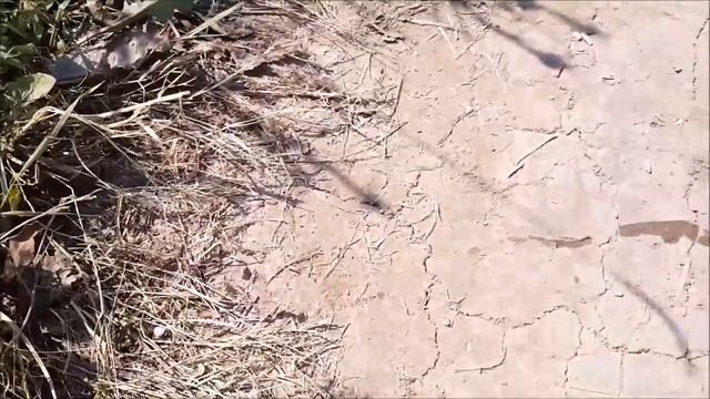 Неожиданная встреча с редкой черепахой. Rare turtle. смотреть онлайн