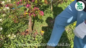 Весна пришла! НАСЕКОМЫЕ И БОЛЯЧКИ АТАКУЮТ! Защищаем цветущий сад!