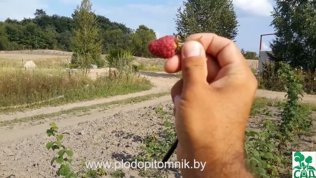 Малина сорт Лашка (Лячка, Ляшка, Laszka) смотреть онлайн