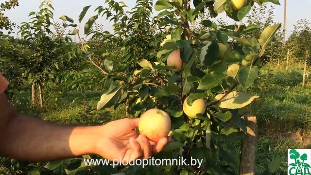 Яблоня сорт Мечта смотреть онлайн
