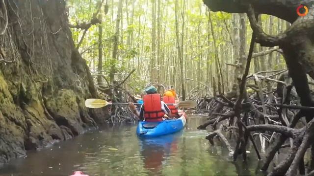 Ao Luk Mangroves | Krabi | Thailand смотреть онлайн
