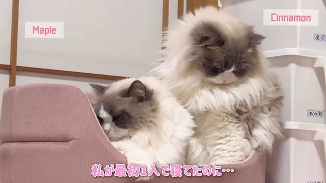 猫の男の子と女の子の過ごし方の違いがこちらです смотреть онлайн