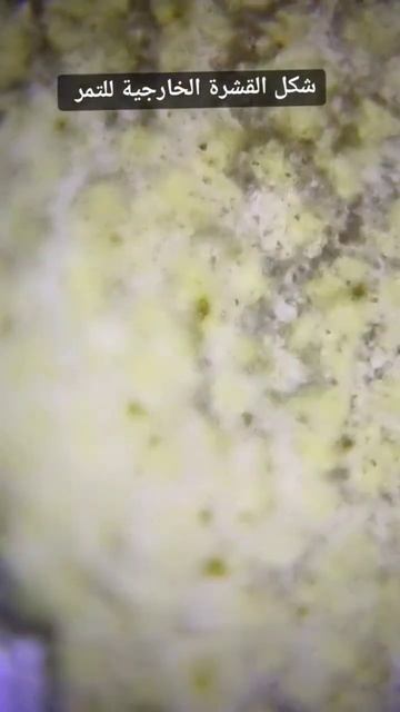 التمر تحت الميكروسكوب #تمر #التمر #رمضان смотреть онлайн