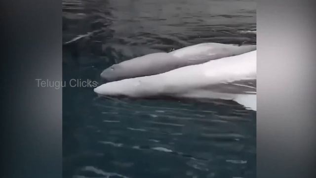 Beluga whale gave birth to a 174-pound calf at The Georgia Aquarium america ll Telugu Clicks media смотреть онлайн