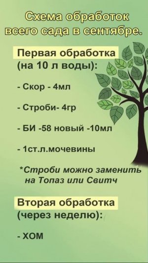 Больной сад .Сентябрь. #shorts