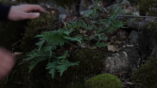 Oasis - Wonderwall (Lambert Rework) смотреть онлайн