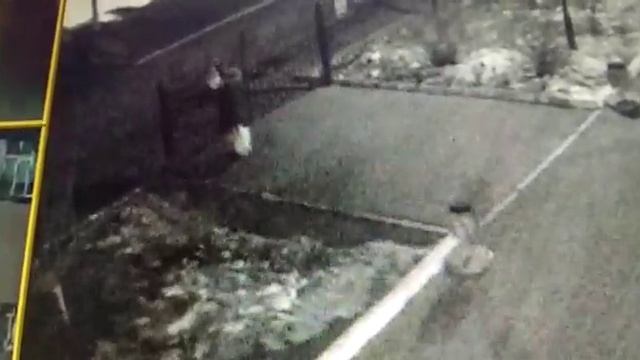 Инцидент в гимназии №1 Биробиджана 03.03.2019 смотреть онлайн