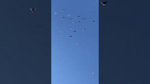 Мои николаевские голуби . Андрей Одесса . И один чёрный ( лётный)