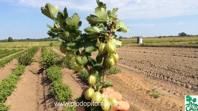 Крыжовник сорт Хиннонмайнен Кельтайнен. смотреть онлайн